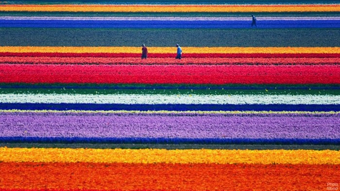 Campos-de-tulipanes-Holanda